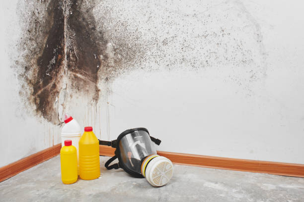 Best Commercial Mold Removal  in Valley Forge, TN