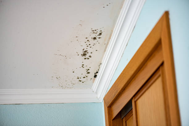 Mold Removal Process in Valley Forge, TN