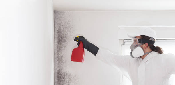 Office Mold Removal Services in Valley Forge, TN