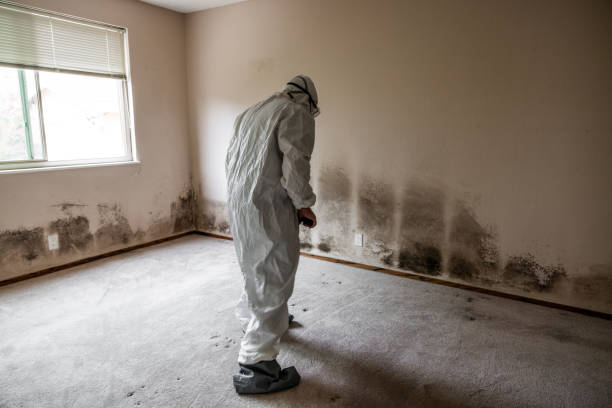 Best Fast Mold Removal  in Valley Forge, TN