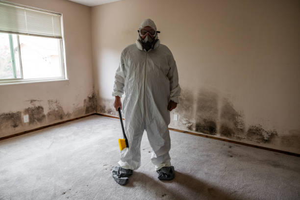 Best Certified Mold Removal  in Valley Forge, TN