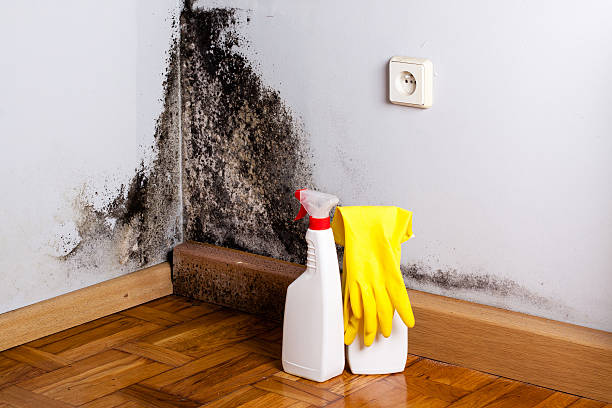 Best Home Mold Removal  in Valley Forge, TN