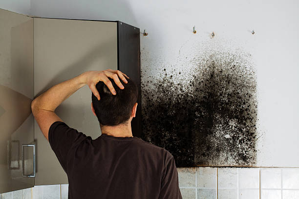 Best Black Mold Removal  in Valley Forge, TN