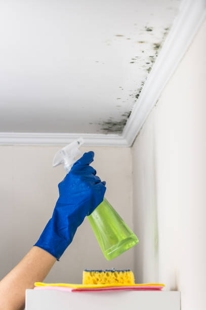 Mold Removal and Inspection in Valley Forge, TN
